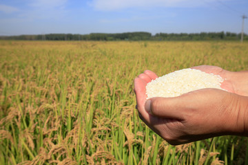 Rice paddies
