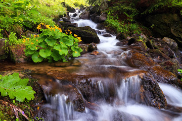 In the beautiful green forest on the huge rocks the fast tempestuous mountain waterfall flows.