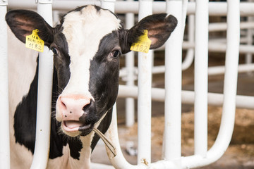 cow calf in feedlot