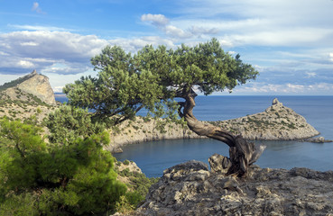 Fototapeta na wymiar Relict juniper tree on a cliff above the sea. Crimea.