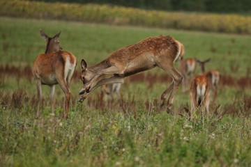 Naklejka na ściany i meble Red deer group during the deer rut in the nature habitat of Czech Republic, european wildlife, wild europa, deer rut, Cervus elaphus.