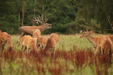 Red deer male blows deep during the deer rut in the nature habitat of Czech Republic, european wildlife, wild europa, deer rut, Cervus elaphus.
