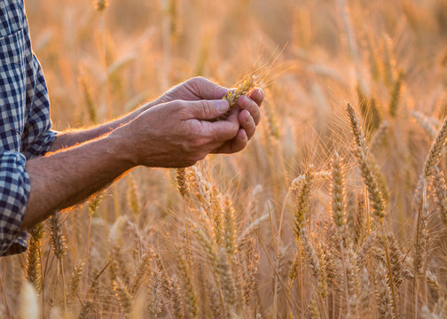 Close-up on the hands of a farmer examining an ear of wheat