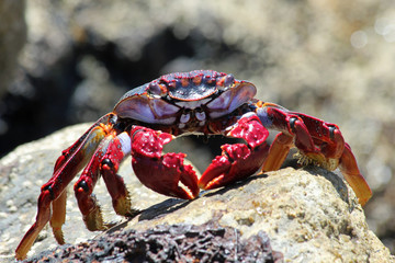 TIERE_2925_rote_Klippenkrabbe