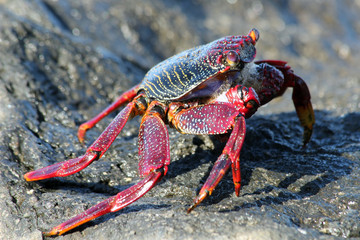 TIERE_3011_rote_Klippenkrabbe