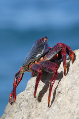 TIERE_3033_rote_Klippenkrabbe