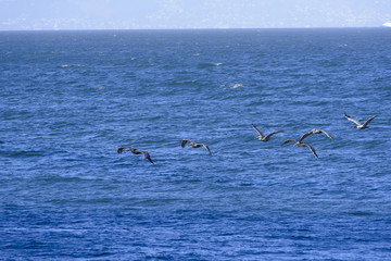 Fototapeta na wymiar Flight of brown pelicans