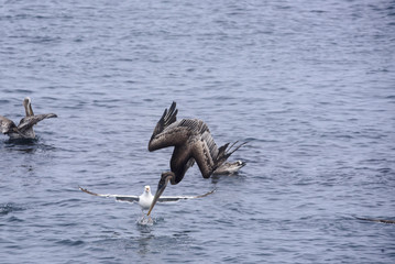 Brown pelican diving for fishing