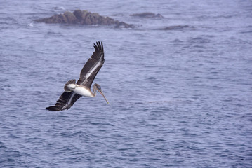 Brown pelican over Monterey bay