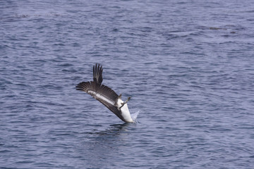 Fototapeta na wymiar Brown pelican diving technics