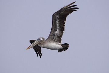Brown pelican close up