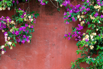 climbing plants on an old red wall. Copy space