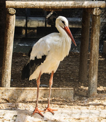 White Stork