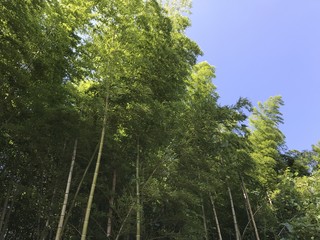 夏の竹林 Sumer Japanese bamboo grove