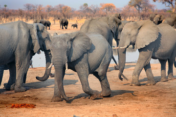 Large herd of elephants in front of a busy waterhole in Hwange, Zimbabwe