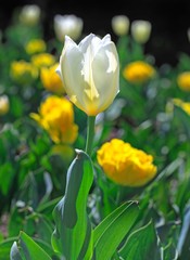 Beautiful White Tulip in the foreground, with yellow tulips in the background