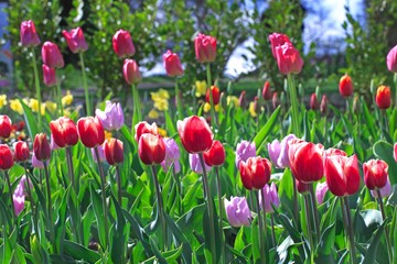 Fototapeta premium Bed of brighty coloured tulips in an english countrey garden