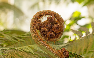 A curled Fern against a natural bright background