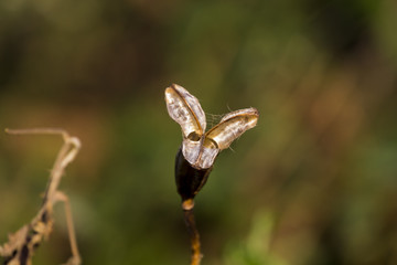 Iris Flower Pod Dry - 172321693
