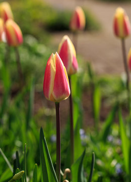 Tall pink and yellow tinged upright tulips in full bloom with a natural garden background