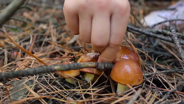 Mushrooms growing in forest. Autumn Cep Mushrooms. Mushrooms Picking.