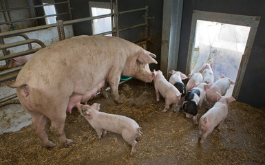 Biological pig farming. Free range pigs. © A