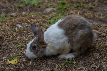 Little rabbit on green grass