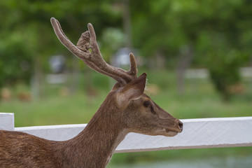 Portrait of Deer in farm Thailand