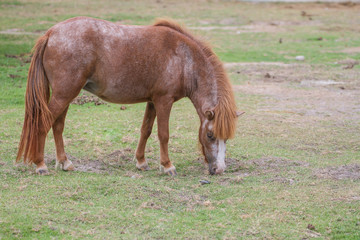 dwarf horse on grass field