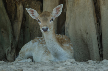 Beautiful White Tail Fawn Deer