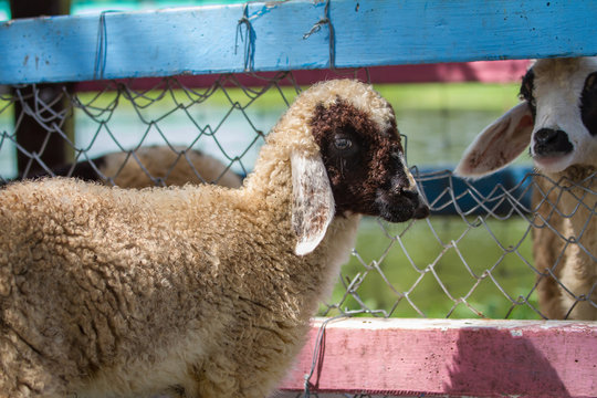 close up cheeps in farm