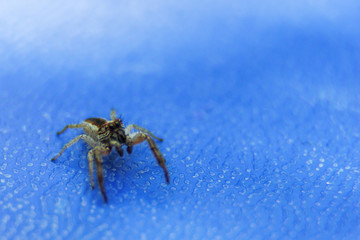 Spider-horse Spider-horse