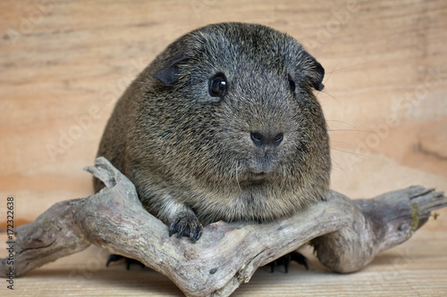 Glatthaar Meerschweinchen Adult Stockfotos Und Lizenzfreie