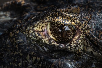 Fototapeta premium Auge eines Brillenkaimans in den Pampas am Rio Yacuma (südwestliches Amazonasgebiet, Beni, Bolivien)