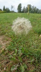 White fuzzy dandelion 