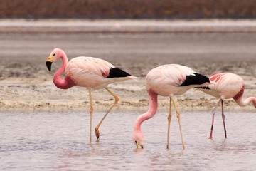 Flamingos an einer Lagune in der Nähes des Eduardo Avaroa Natl Reserve of Andean Fauna