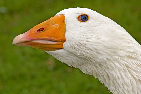 portrait of white goose