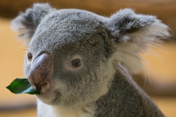 Koala