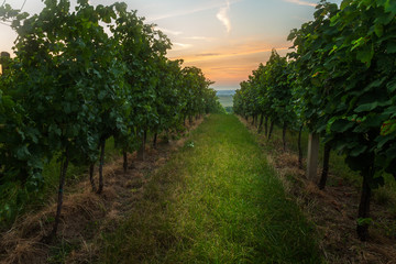 Fototapeta premium Vineyards in the Southern Moravia