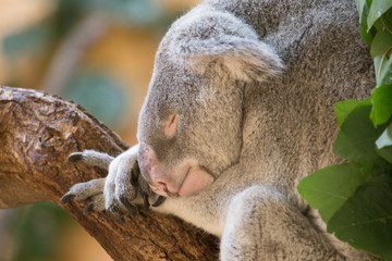 schlafender Koala