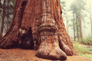 Sequoia