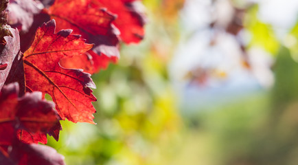 Red leaves close up in the autumn vineyard 