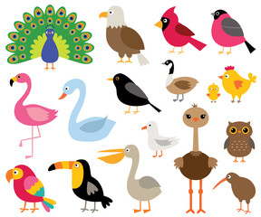 Obraz premium Kreskówka ptaki, zestaw ilustracji na białym tle