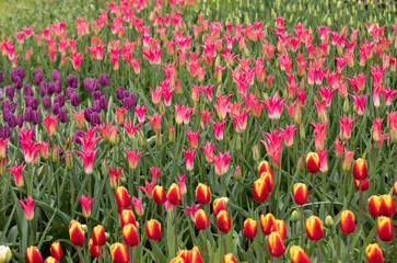 Fototapeta na wymiar colorful tulips flowers blooming in a garden