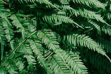 Green fern pattern. Nature background