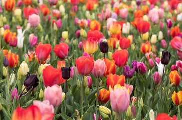 colorful tulips flowers blooming in a garden