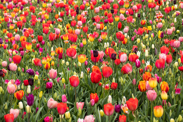 colorful tulips flowers blooming in a garden