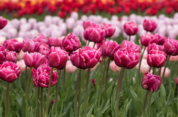 colorful tulips flowers blooming in a garden