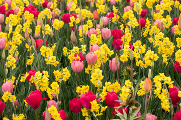 Obraz premium collage of colorful tulips and daffodils in the park