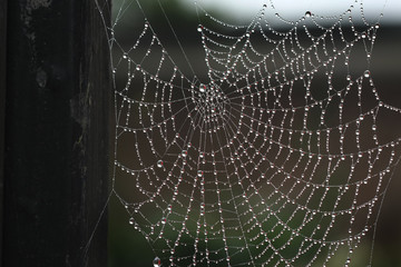 Orb spiders web with early morning dew.